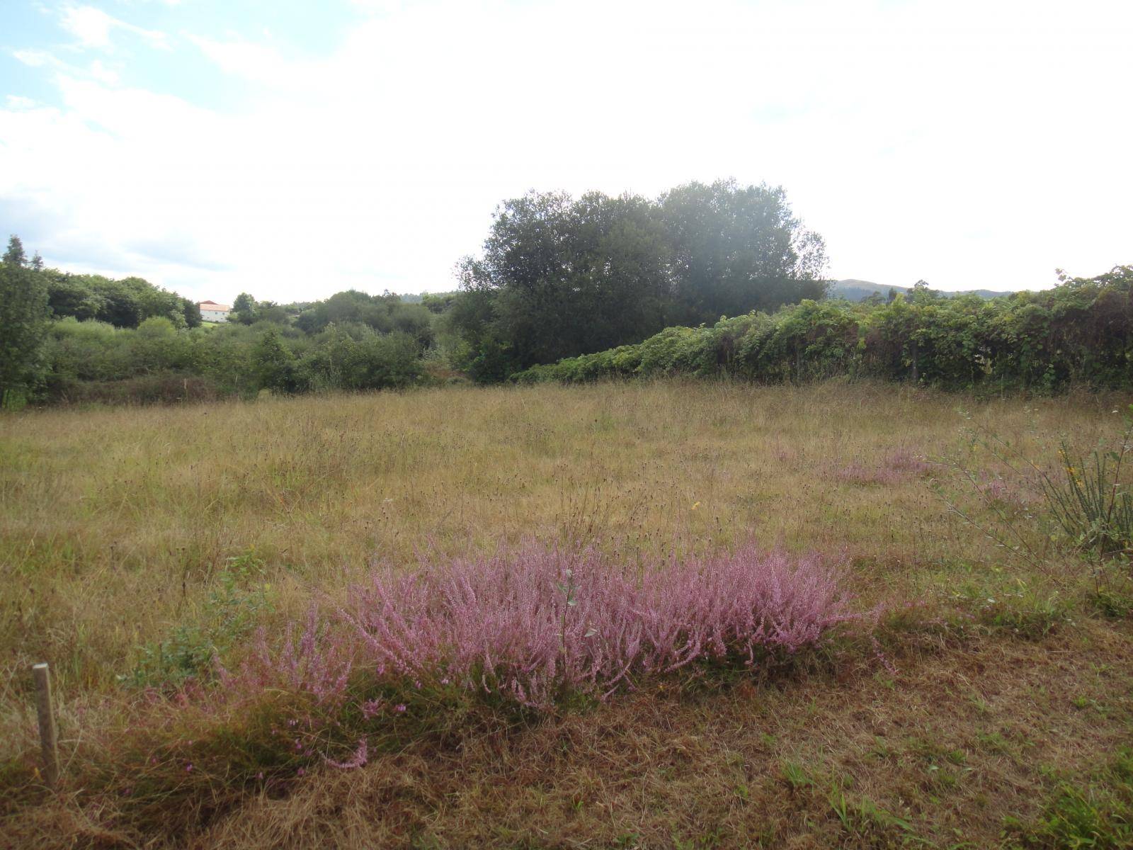 Building area for sale in Brión