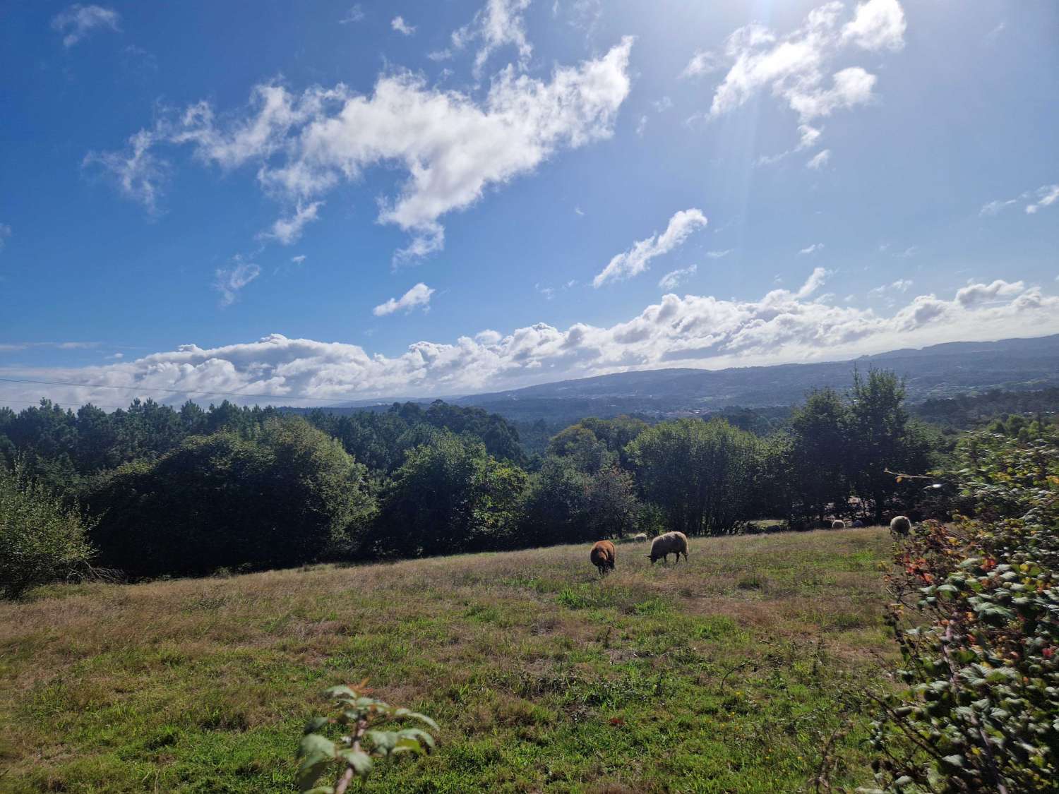 FINCA CON PRECIOSAS VISTAS EN ZONA DE BRION